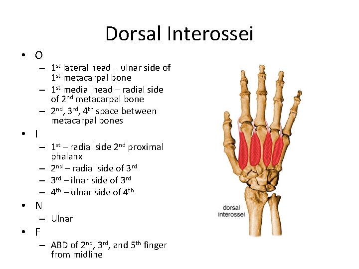 Dorsal Interossei • O • I – 1 st lateral head – ulnar side