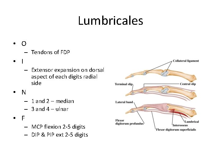 Lumbricales • O – Tendons of FDP • I – Extensor expansion on dorsal