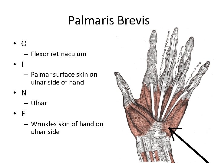 Palmaris Brevis • O – Flexor retinaculum • I – Palmar surface skin on