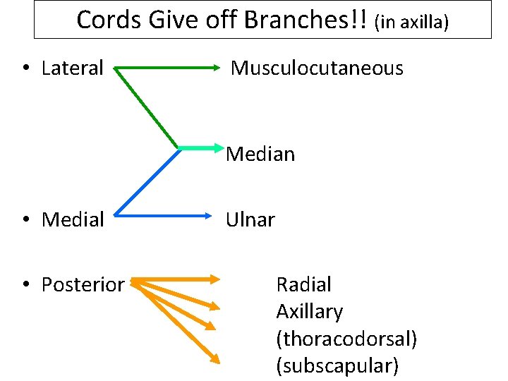 Cords Give off Branches!! (in axilla) • Lateral Musculocutaneous Median • Medial • Posterior