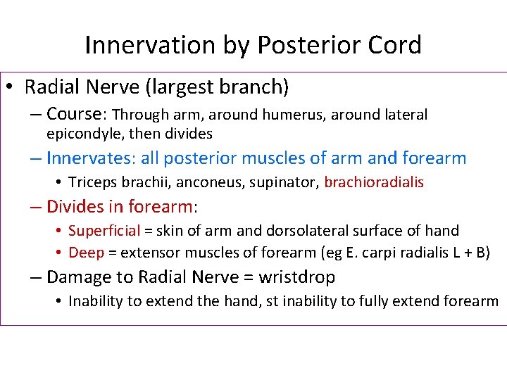 Innervation by Posterior Cord • Radial Nerve (largest branch) – Course: Through arm, around