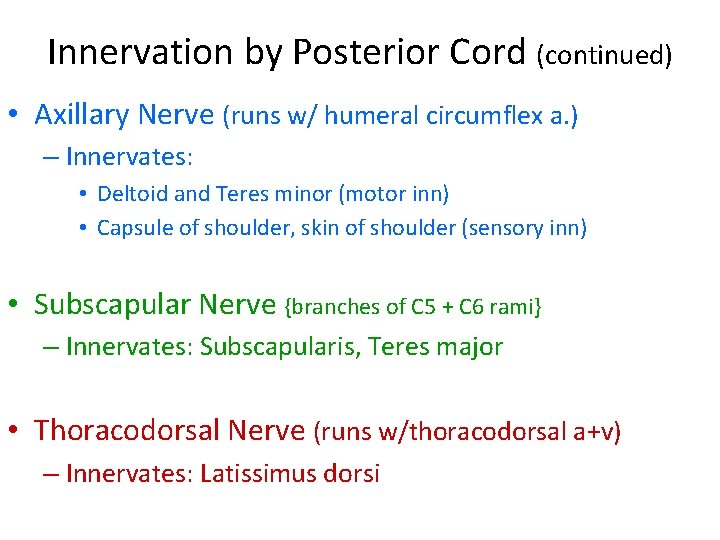 Innervation by Posterior Cord (continued) • Axillary Nerve (runs w/ humeral circumflex a. )