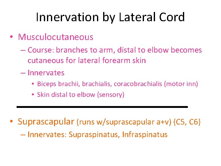Innervation by Lateral Cord • Musculocutaneous – Course: branches to arm, distal to elbow