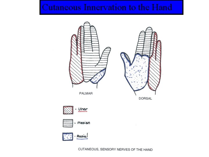 Cutaneous Innervation to the Hand 