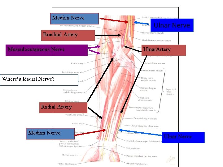 Median Nerve Ulnar Nerve Brachial Artery Musculocutaneous Nerve Ulnar. Artery Where’s Radial Nerve? Radial