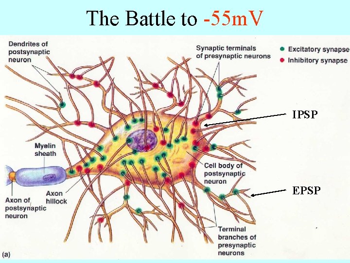 The Battle to -55 m. V IPSP EPSP 