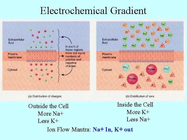 Electrochemical Gradient Inside the Cell Outside the Cell More K+ More Na+ Less K+