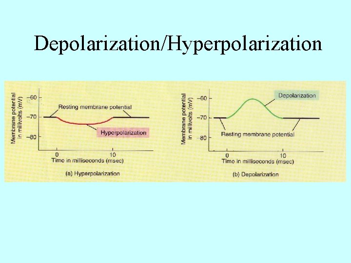 Depolarization/Hyperpolarization 