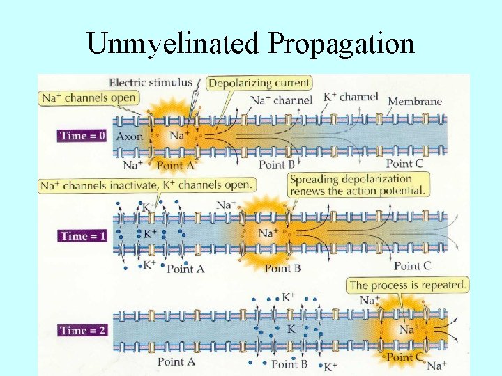 Unmyelinated Propagation 