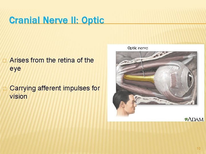 Cranial Nerve II: Optic � Arises from the retina of the eye � Carrying