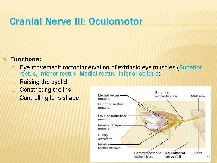 Cranial Nerve III: Oculomotor � Functions: � Eye movement: motor innervation of extrinsic eye
