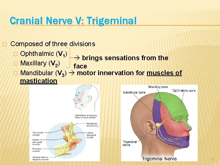 Cranial Nerve V: Trigeminal � Composed of three divisions � Ophthalmic (V 1) brings