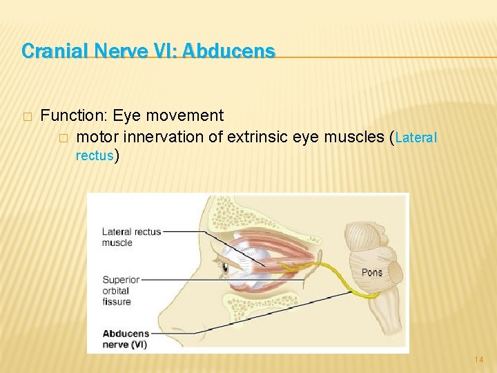 Cranial Nerve VI: Abducens � Function: Eye movement � motor innervation of extrinsic eye