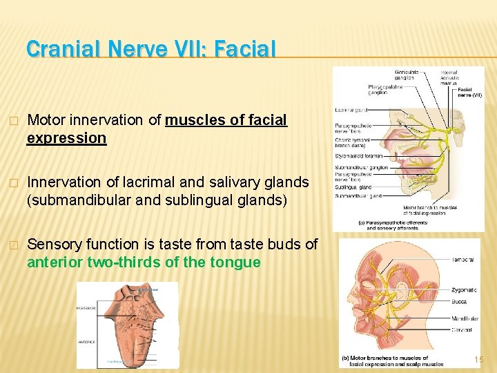Cranial Nerve VII: Facial � Motor innervation of muscles of facial expression � Innervation