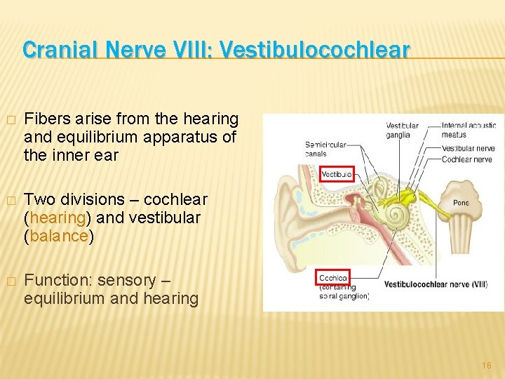 Cranial Nerve VIII: Vestibulocochlear � Fibers arise from the hearing and equilibrium apparatus of