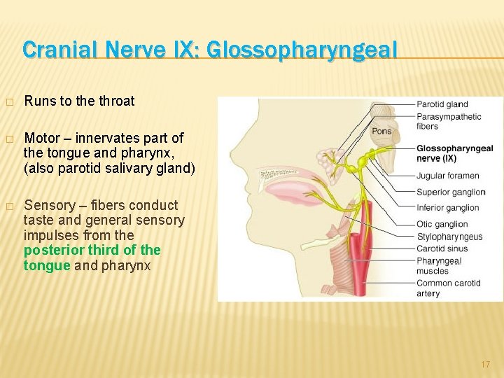 Cranial Nerve IX: Glossopharyngeal � Runs to the throat � Motor – innervates part