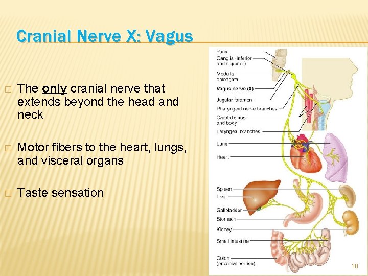 Cranial Nerve X: Vagus � The only cranial nerve that extends beyond the head