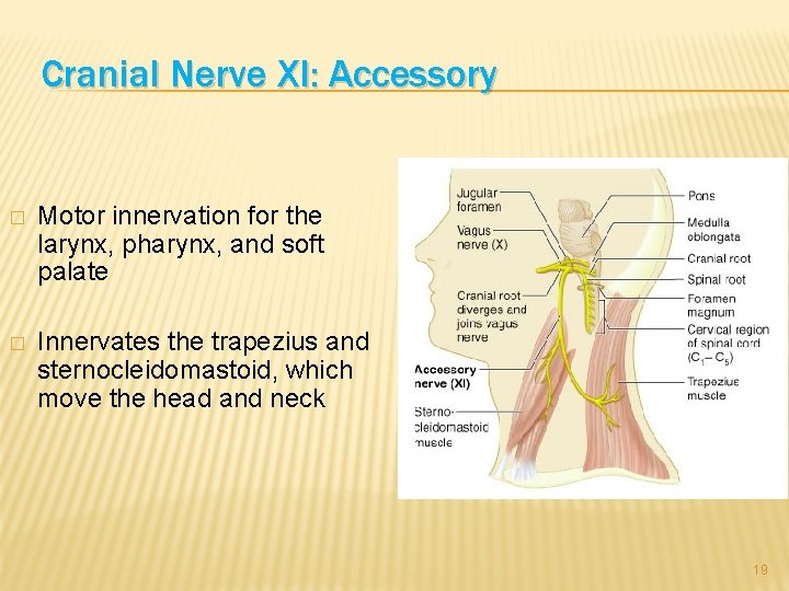 Cranial Nerve XI: Accessory � Motor innervation for the larynx, pharynx, and soft palate