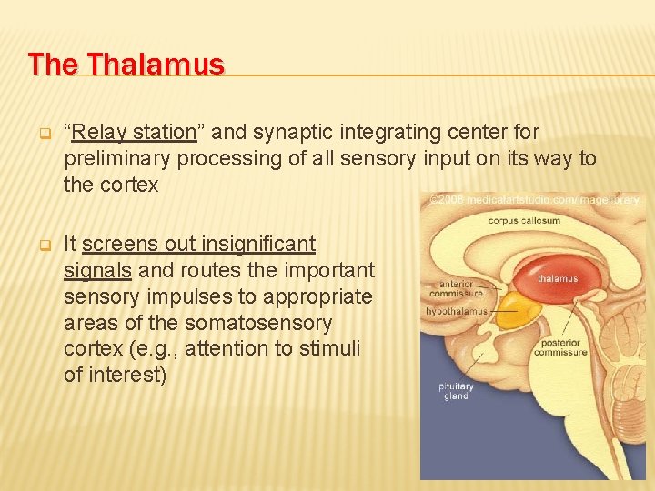 The Thalamus q “Relay station” and synaptic integrating center for preliminary processing of all