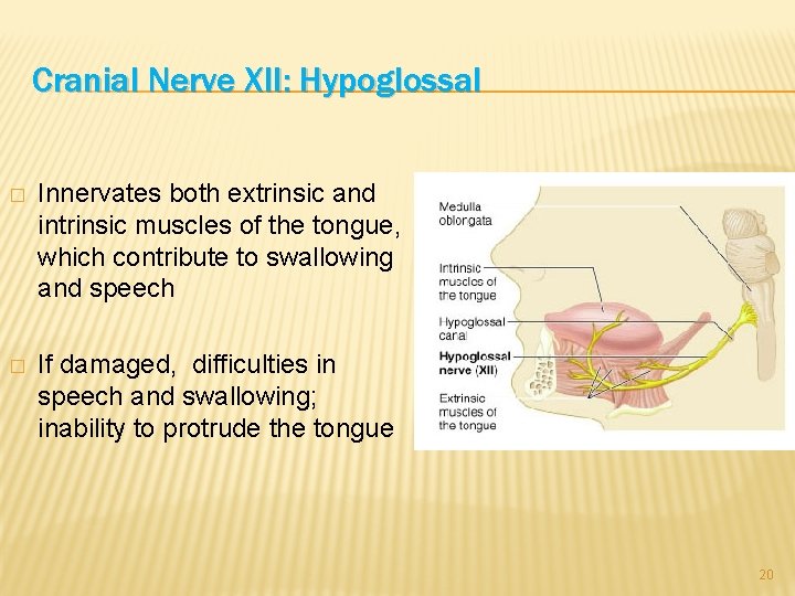 Cranial Nerve XII: Hypoglossal � Innervates both extrinsic and intrinsic muscles of the tongue,