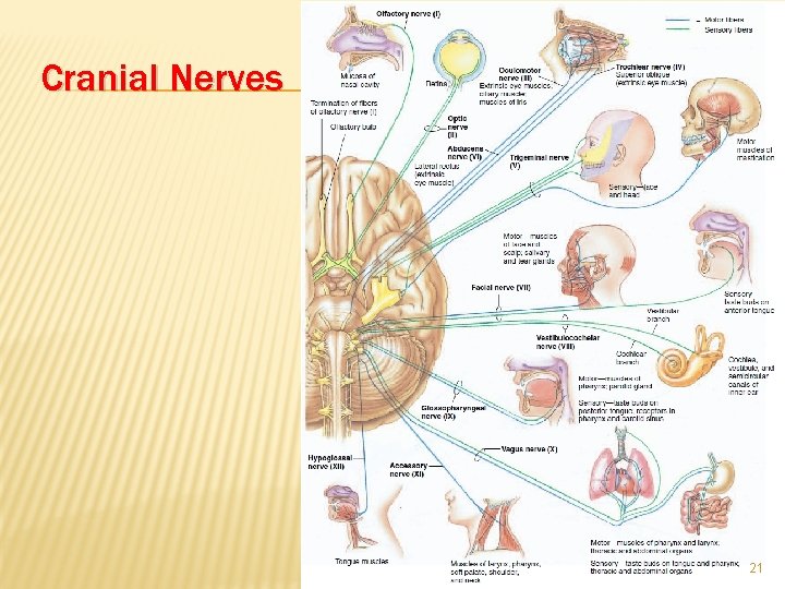Cranial Nerves 21 