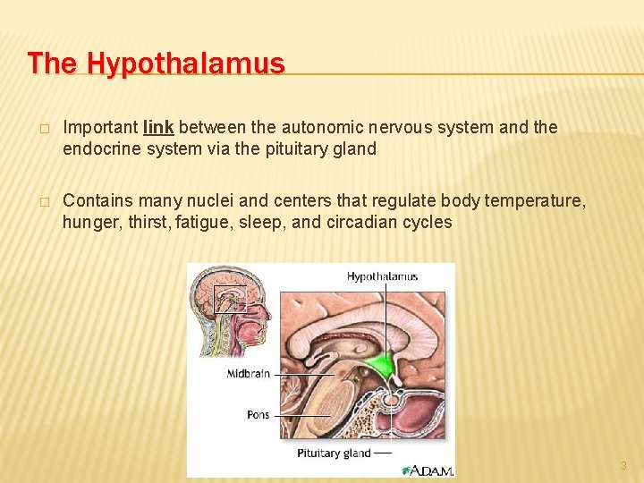 The Hypothalamus � Important link between the autonomic nervous system and the endocrine system