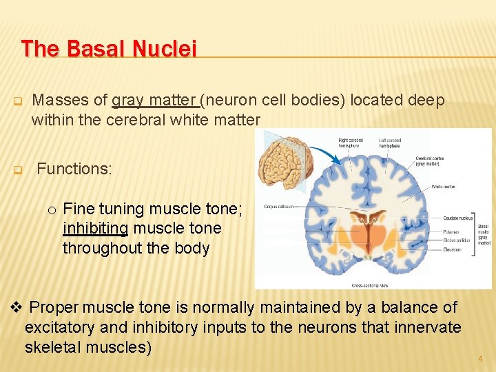 The Basal Nuclei q q Masses of gray matter (neuron cell bodies) located deep