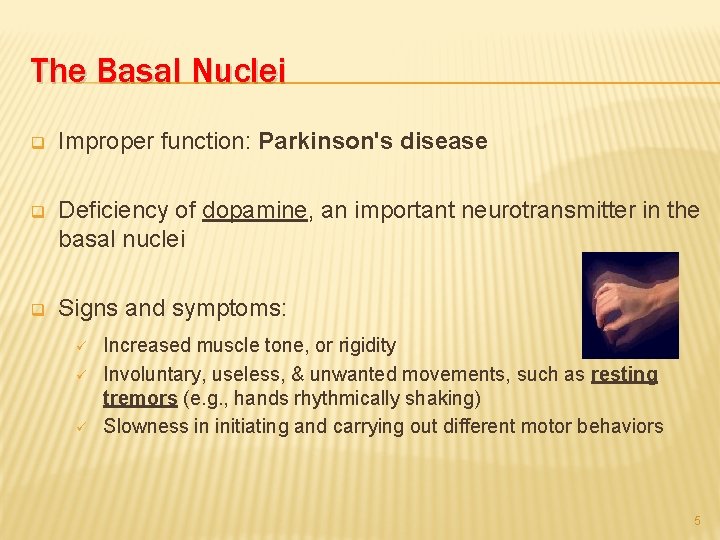The Basal Nuclei q Improper function: Parkinson's disease q Deficiency of dopamine, an important
