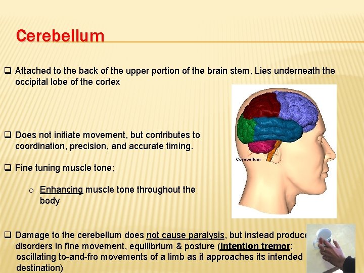 Cerebellum q Attached to the back of the upper portion of the brain stem,