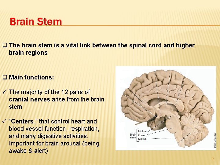 Brain Stem q The brain stem is a vital link between the spinal cord