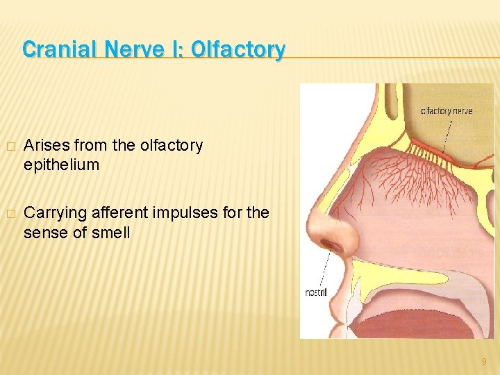 Cranial Nerve I: Olfactory � Arises from the olfactory epithelium � Carrying afferent impulses