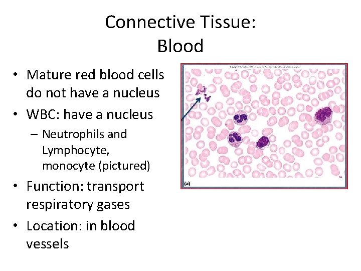 Connective Tissue: Blood • Mature red blood cells do not have a nucleus •