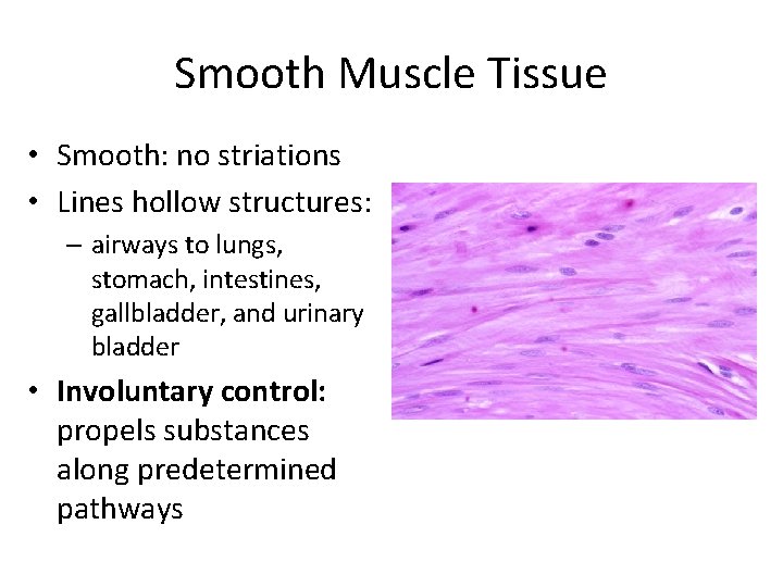 Smooth Muscle Tissue • Smooth: no striations • Lines hollow structures: – airways to