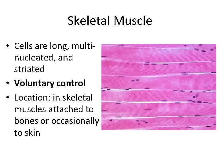Skeletal Muscle • Cells are long, multinucleated, and striated • Voluntary control • Location: