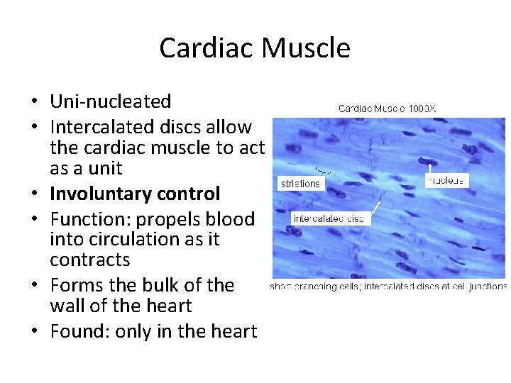 Cardiac Muscle • Uni-nucleated • Intercalated discs allow the cardiac muscle to act as