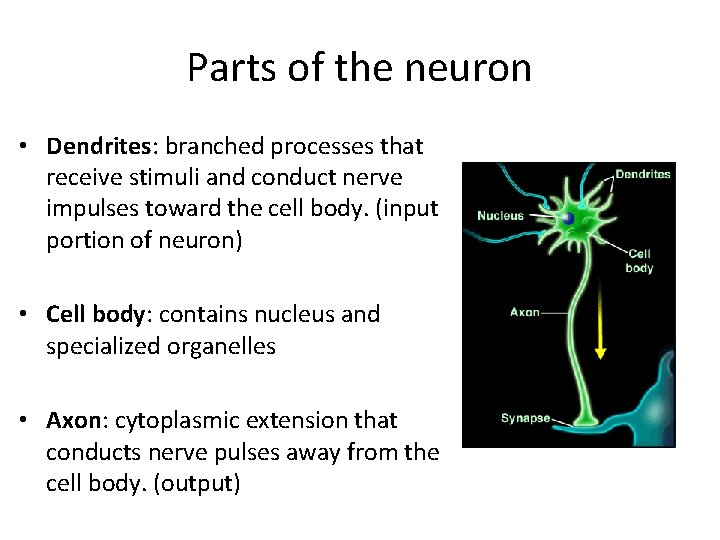 Parts of the neuron • Dendrites: branched processes that receive stimuli and conduct nerve