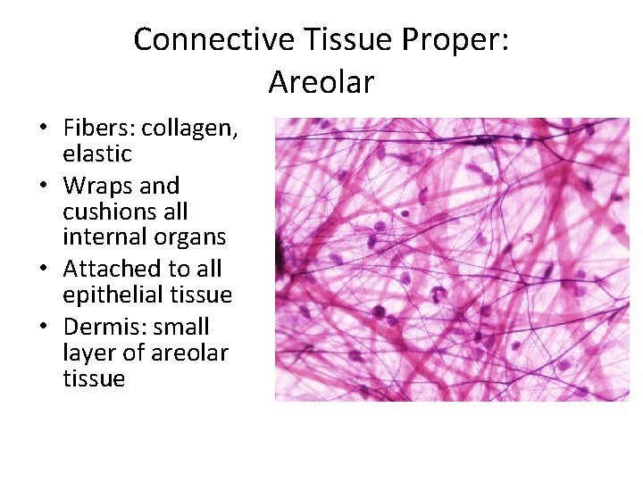 Connective Tissue Proper: Areolar • Fibers: collagen, elastic • Wraps and cushions all internal