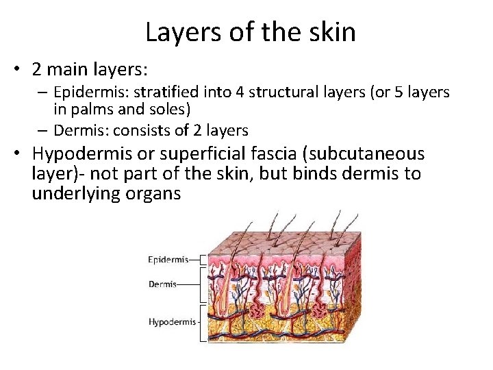 Layers of the skin • 2 main layers: – Epidermis: stratified into 4 structural
