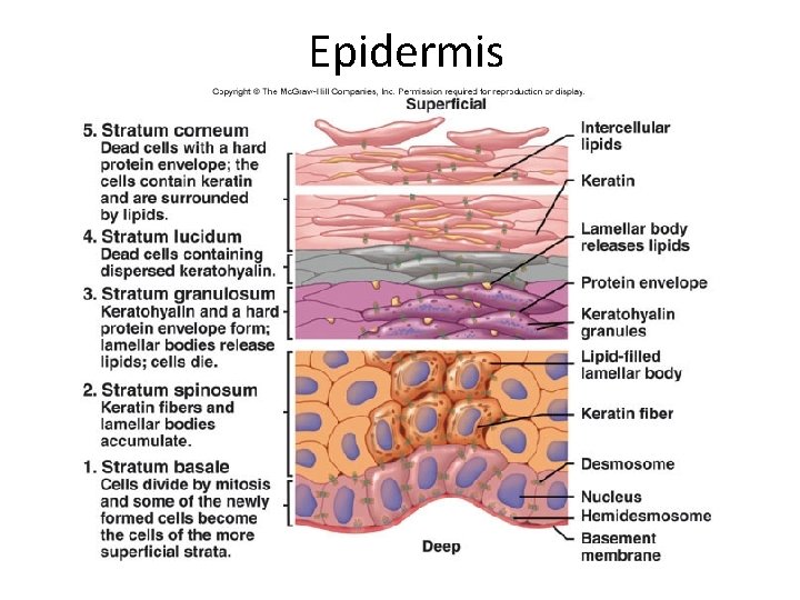 Epidermis 