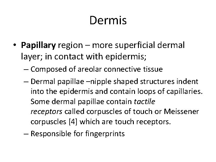 Dermis • Papillary region – more superficial dermal layer; in contact with epidermis; –