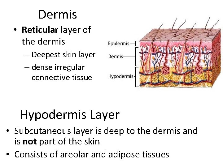 Dermis • Reticular layer of the dermis – Deepest skin layer – dense irregular