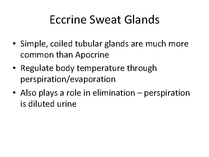 Eccrine Sweat Glands • Simple, coiled tubular glands are much more common than Apocrine