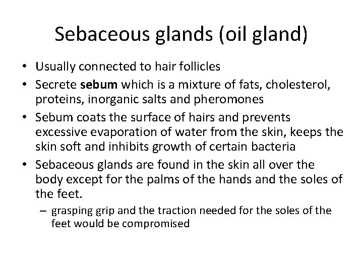 Sebaceous glands (oil gland) • Usually connected to hair follicles • Secrete sebum which