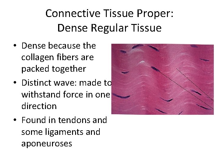 Connective Tissue Proper: Dense Regular Tissue • Dense because the collagen fibers are packed