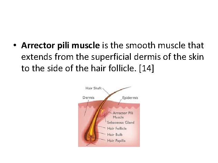  • Arrector pili muscle is the smooth muscle that extends from the superficial