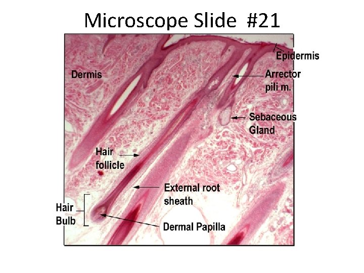 Microscope Slide #21 