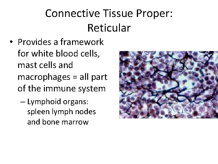 Connective Tissue Proper: Reticular • Provides a framework for white blood cells, mast cells