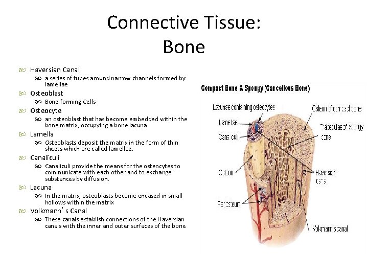 Connective Tissue: Bone Haversian Canal a series of tubes around narrow channels formed by