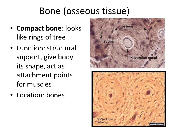 Bone (osseous tissue) • Compact bone: looks like rings of tree • Function: structural