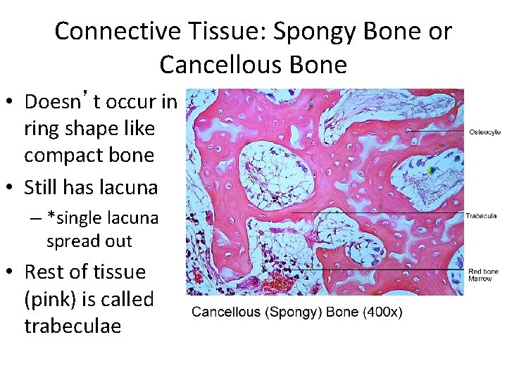 Connective Tissue: Spongy Bone or Cancellous Bone • Doesn’t occur in ring shape like